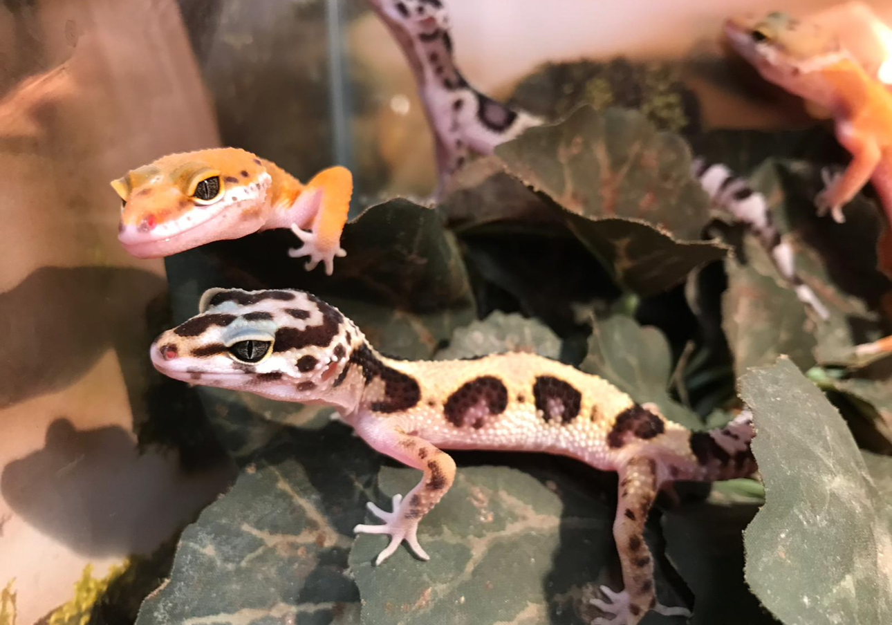 Luipaardgekko