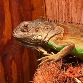 Reptielenoppas (Herpeten)