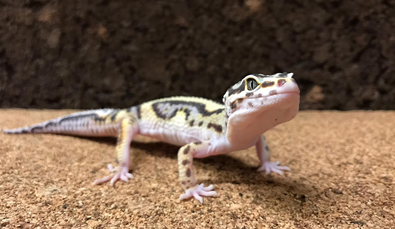 Luipaardgekko
