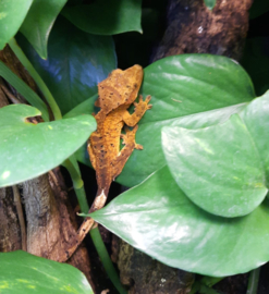 Wimpergekko