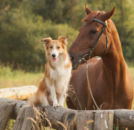 Paardenoppas
