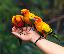 Vogeloppas