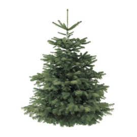 Deense Nordmann Kerstboom