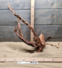 Azalea Root AR0025