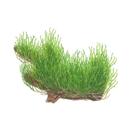 Taxiphyllum sp. Flame