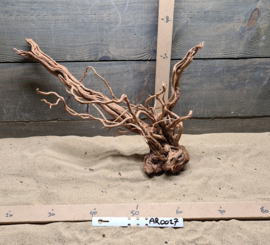 Azalea Root AR0027