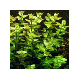 Bacopa caroliniana