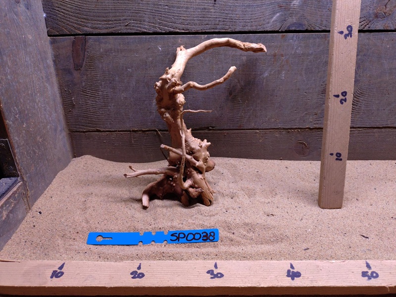 Spiderwood SP0038