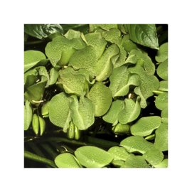 Salvinia minima