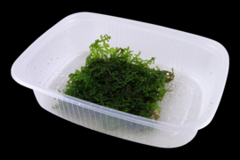 Riccardia chamedryfolia 'Coral' - Coral Moss - Koraalmos