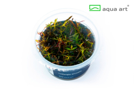 Ludwigia arcuata