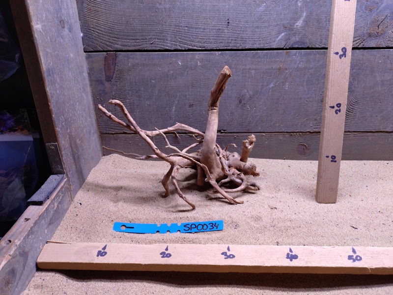 Spiderwood SP0034