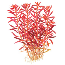 Rotala rotundifolia "blood red"