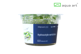 Hydrocotyle verticillata