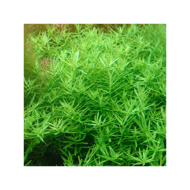 Rotala rotundifolia "Green"