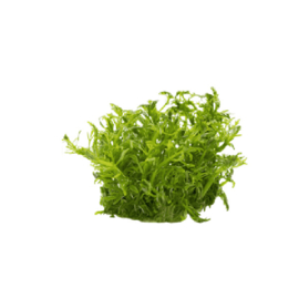 Limnophila aquatica (Ambulia)