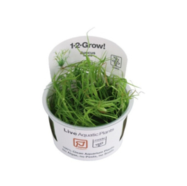 Juncus repens