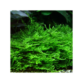 Taxiphyllum sp. Spiky