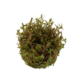 Rotala H'ra - In Vitro Cup