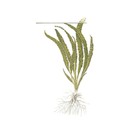 Cryptocoryne crispatula