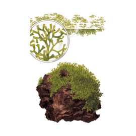 Riccia fluitans
