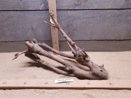 Talawa Wood TW033