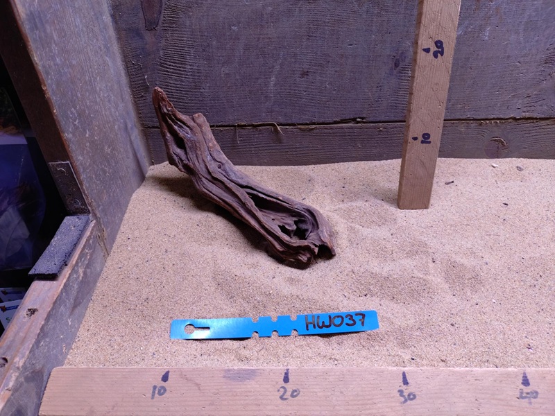 Hornwood HW037