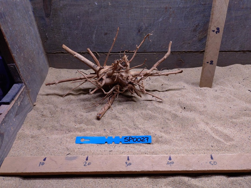 Spiderwood SP0027