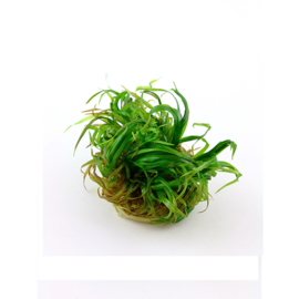 Blyxa japonica