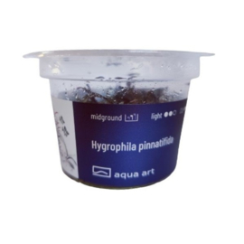 Hygrophilla pinnatifida