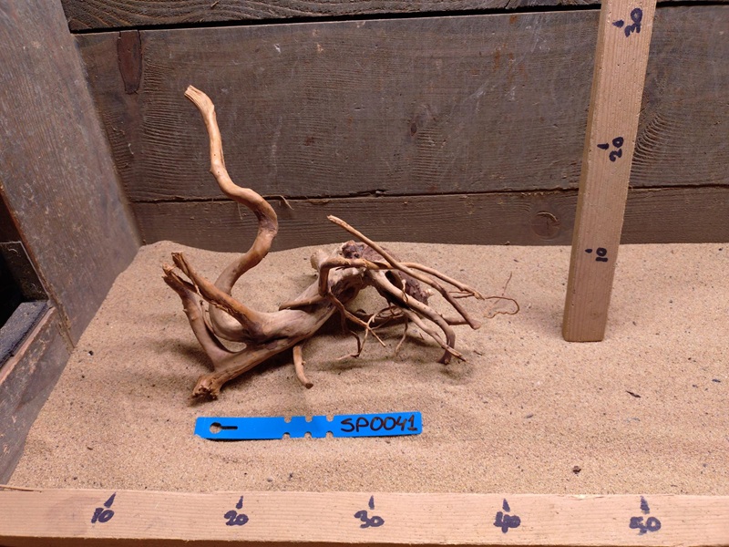 Spiderwood SP0041