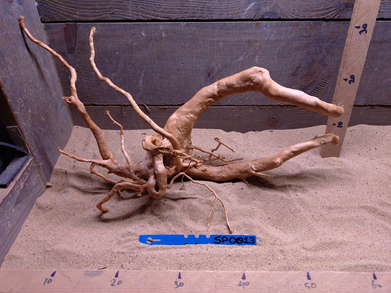 Spiderwood SP0013