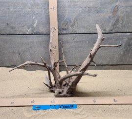 Corbo Root CS0017