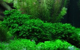 Fissidens fontanus - Phoenix Moss - Vedermos