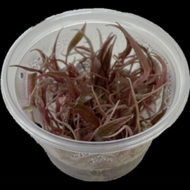 Moerings Cryptocoryne wendtii "Flamingo" In Vitro Cup