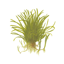 Liliaopsis brasiliensis