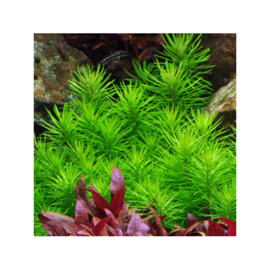 Pogostemon deccanensis (erectus)