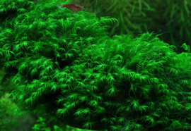 Fissidens fontanus - Phoenix Moss - Vedermos