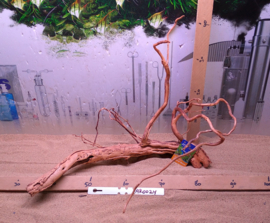 Azalea Root AR0024