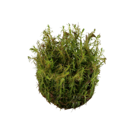 Rotala wallichii
