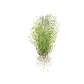 Eleocharis acicularis
