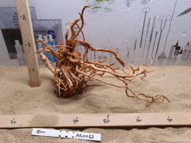 Azalea Root AR0023
