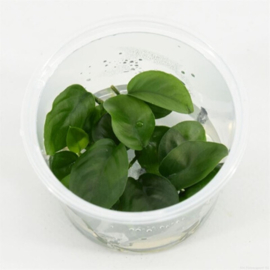 Moerings Anubias nangi In Vitro Cup
