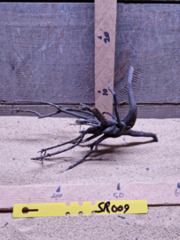 Scaper Root SR009