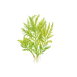 Hygrophila odora