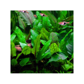 Cryptocoryne wendtii "Green"