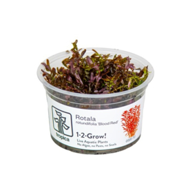 Rotala rotundifolia "blood red"