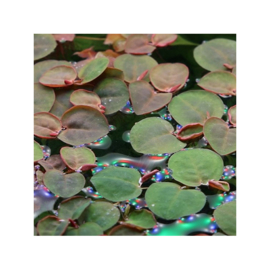 Phyllanthus fluitans