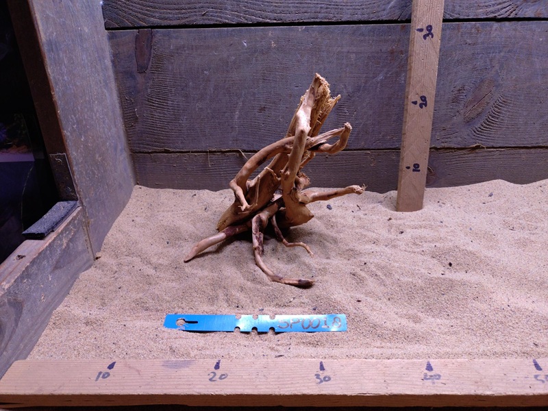 Spiderwood SP0018
