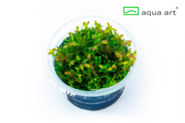 Rotala rotundifolia Green